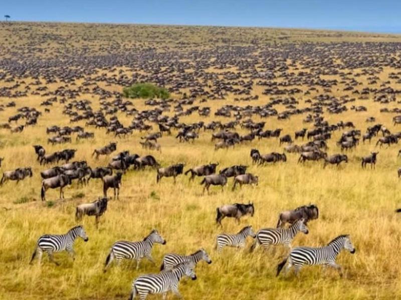 Three-day safari tour from Nairobi to Masai Mara in Kenya