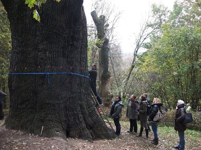 - На конференциях обсуждаем меры по лечению и оздоровлению старых деревьев, а также проводим мониторинг состояния дуба, - отмечает эколог